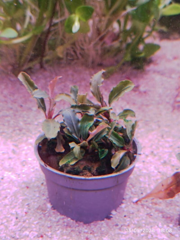🌿 Bucephalandra ‘Mini Red 1 pied