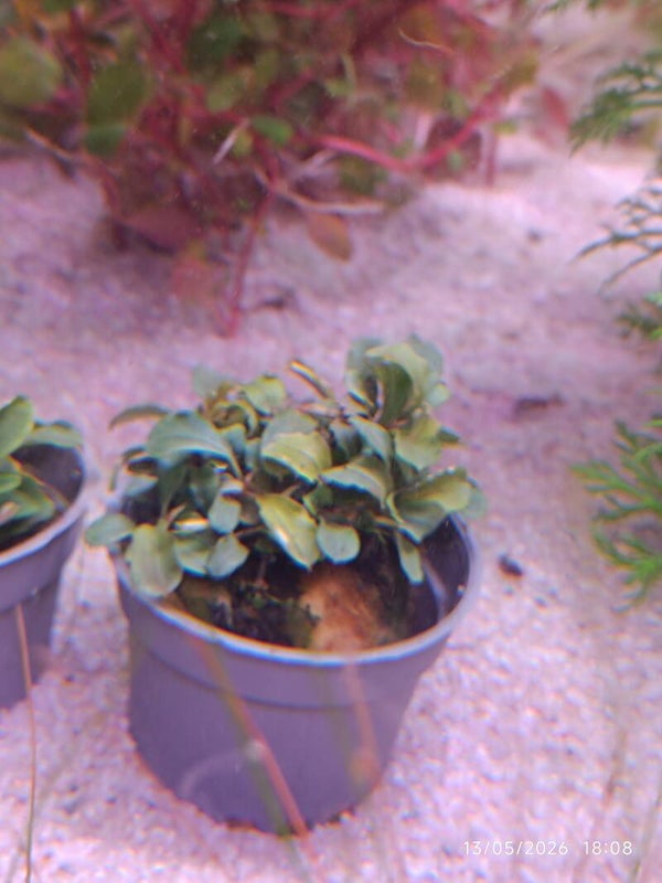 🌿 Bucephalandra ‘Blue Green’ 1 pied