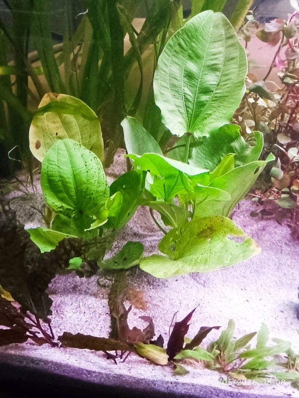 🌿 Echinodorus cordifolius ‘Mini’