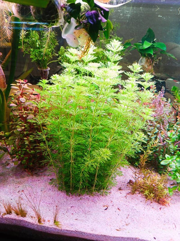 🌿 Limnophila sessiliflora