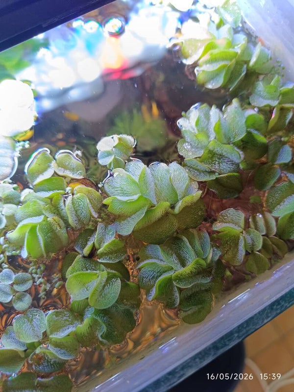 🌿 Salvinia natans portion de 20g