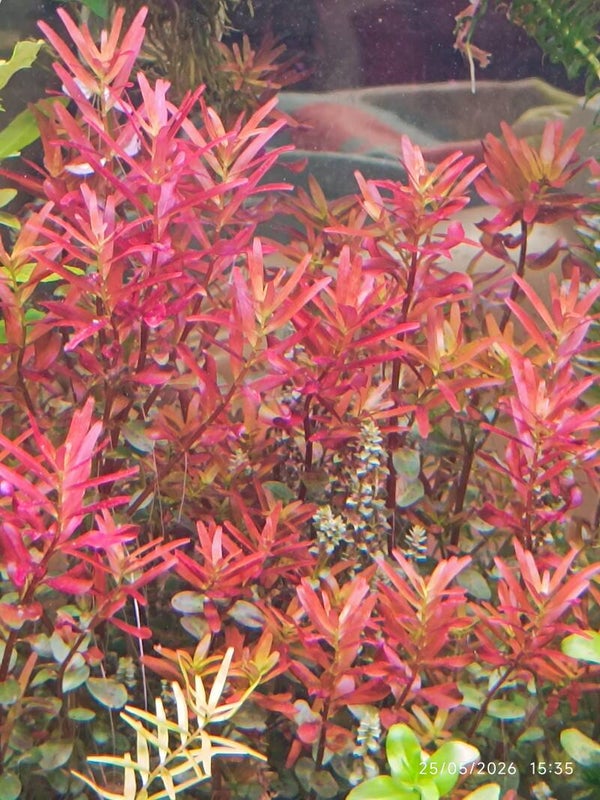 🌿 Rotala rotundifolia ‘Bloody Red’