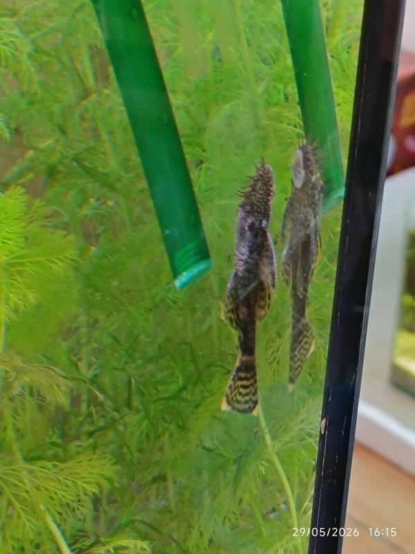 🐟 Ancistrus femelle