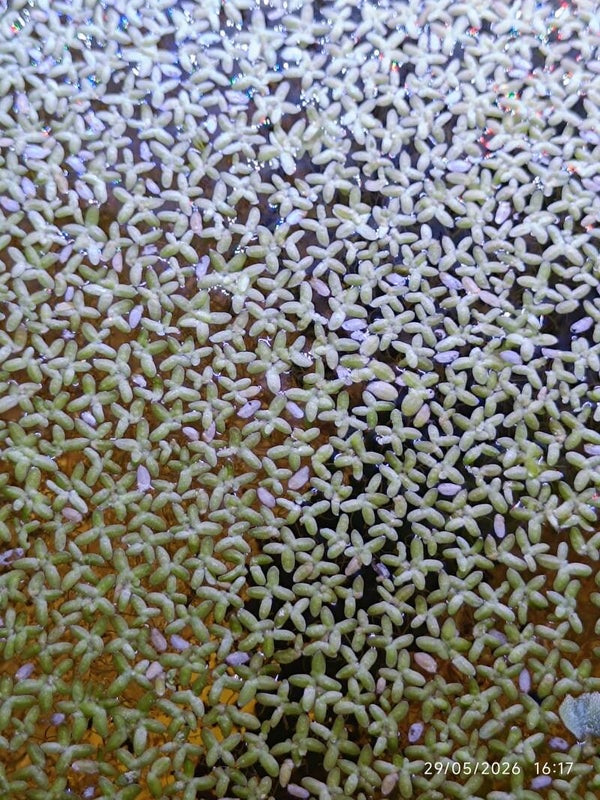 🌿 Lentille d’eau portion de 10g