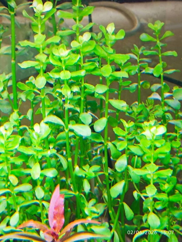 🌿 Bacopa caroliniana