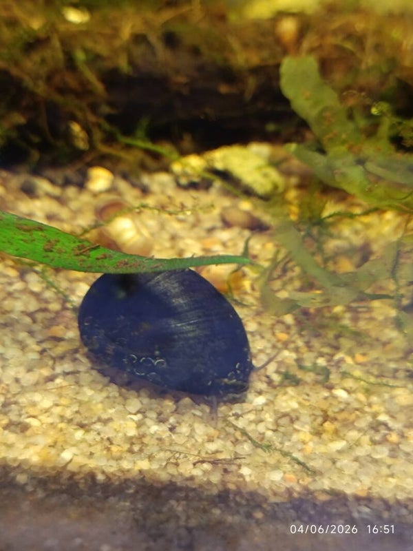 🐌 Escargot casque d’acier / Neritina pulligera