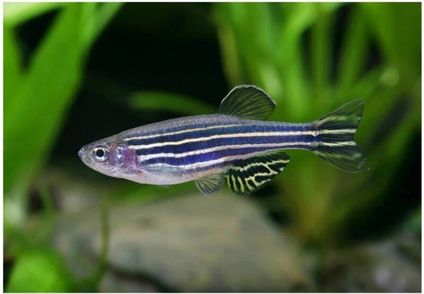 🐟 Poisson zèbre / Danio rerio