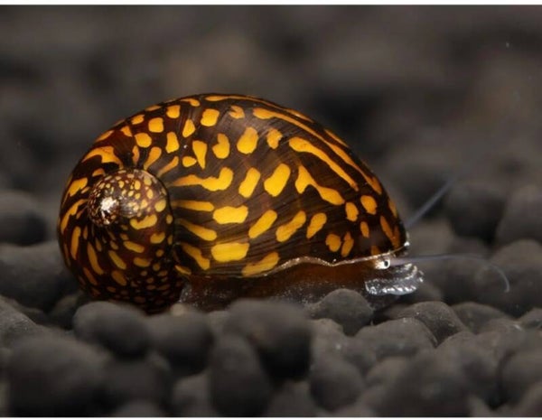 🐌 Escargot de course batik / Neritina variegata
