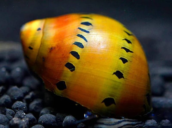 🐌 Escargot de course léopard / Vittina sp.