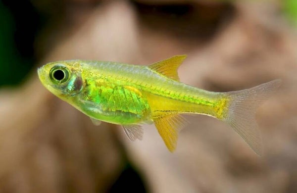 🐟 Rasbora nain émeraude / Microdevario kubotai