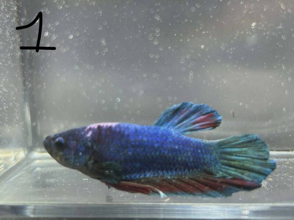 🐟 Betta HM Plakat Fancy Voile Long