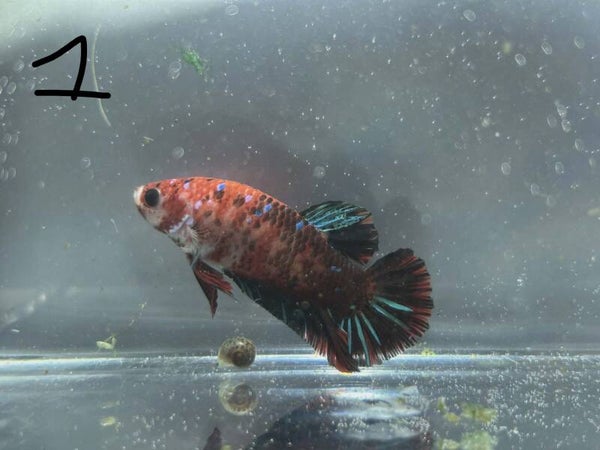 🐟 Betta Plakat Koï Galaxy