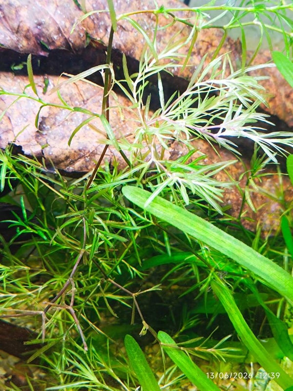 🌿 Najas guadalupensis (Guppy Grass) portion de 20g