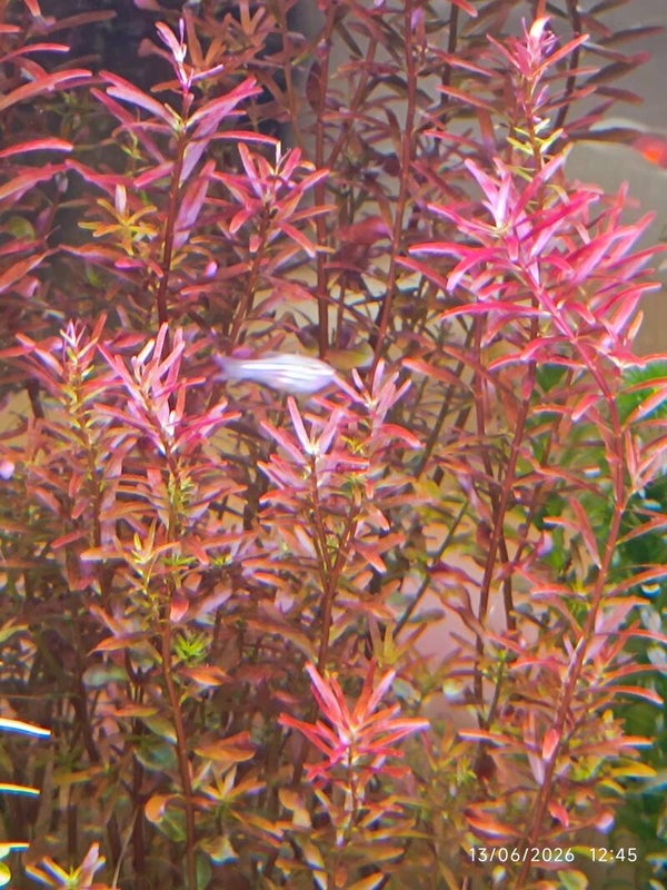 🌿 Rotala indica – Plante fine et élégante pour aquarium naturel