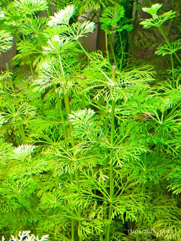 Lot de plantes aquatiques pour 27.50€