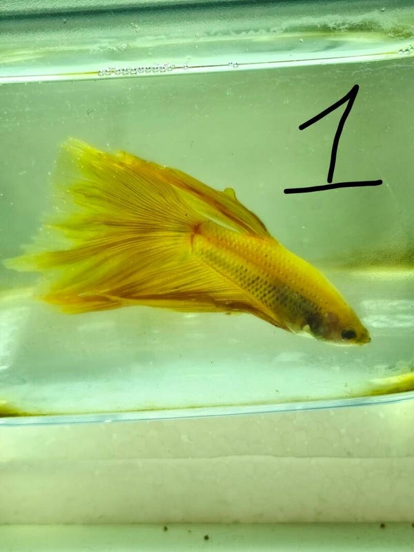 🐟 Betta Halfmoon (HM)