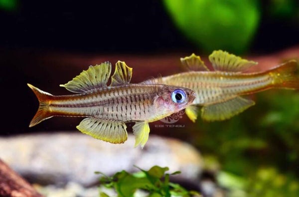 🐟 Ivantsoffi Blauauge (Pseudomugil ivantsoffi)
