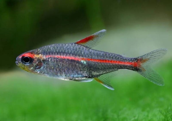 🐟 Hémigramme à incandescence (Hemigrammus erythrozonus)