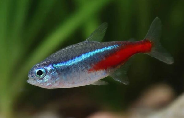 🐟 Néon Tétra (Paracheirodon innesi)