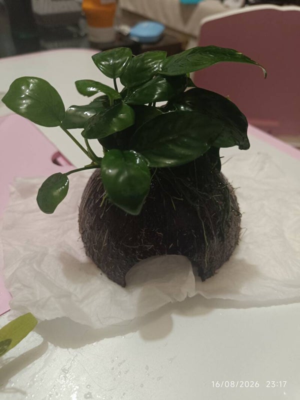 🥥 Noix de coco naturelle avec Anubia