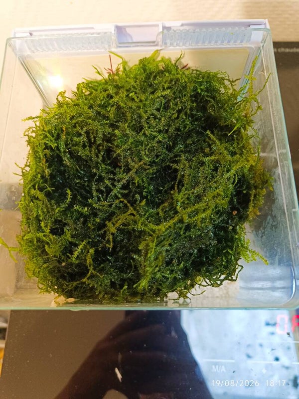 🌿 Mousse de Java – Taxiphyllum barbieri (indispensable pour crevettes x 20 grammes
