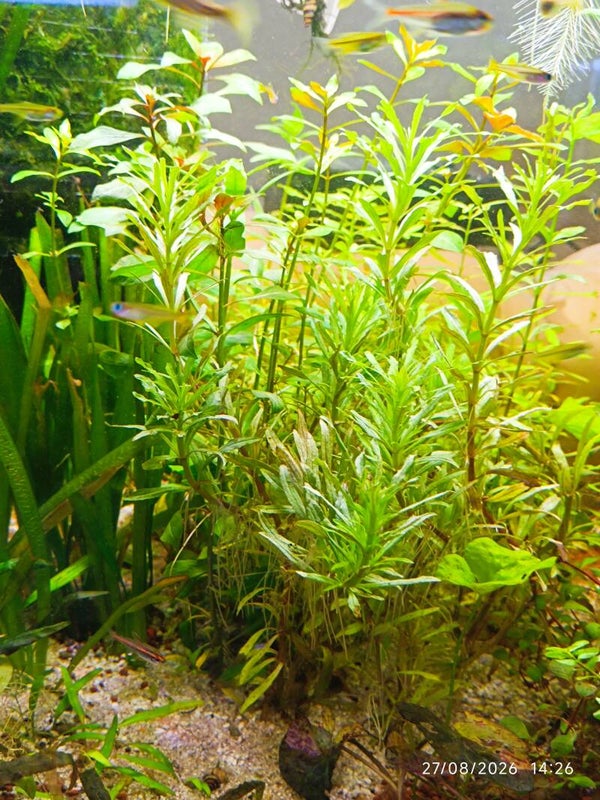 🌿 Pogostemon octopus