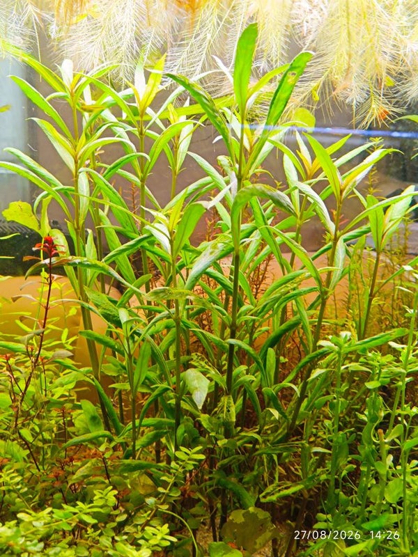 🌿 Hygrophila salicifolia