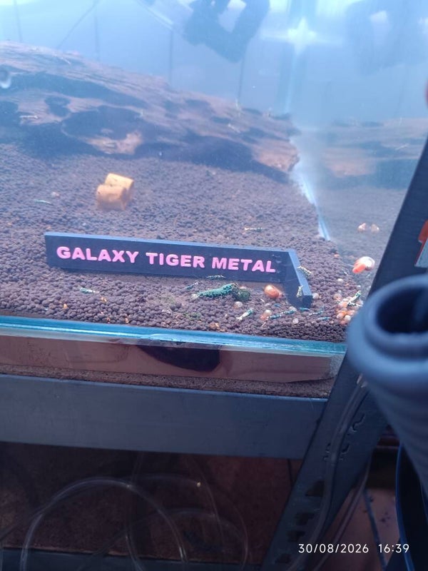 🦐 Caridina Galaxy Tiger Metal