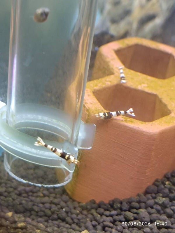 🦐 Caridina Fancy Red Tiger - coloration rouge-brun