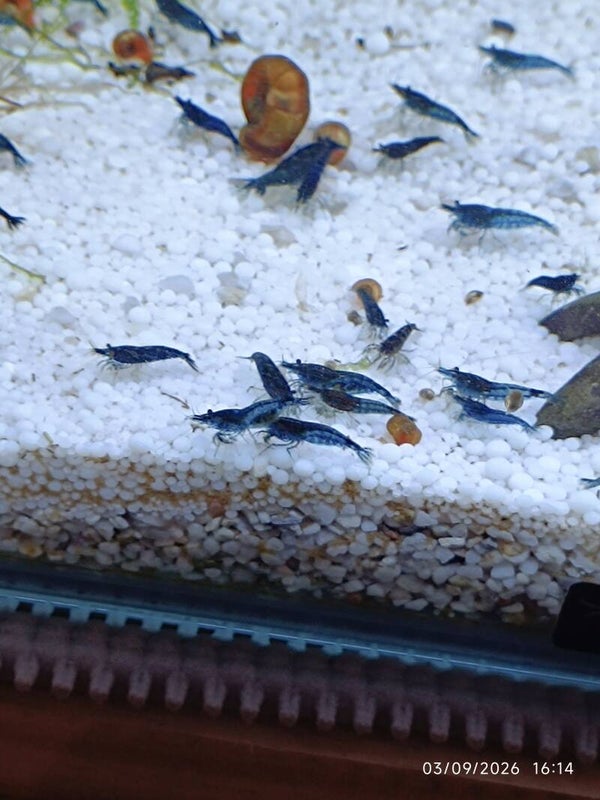 🔵 Neocaridina Blue Dream Saphir