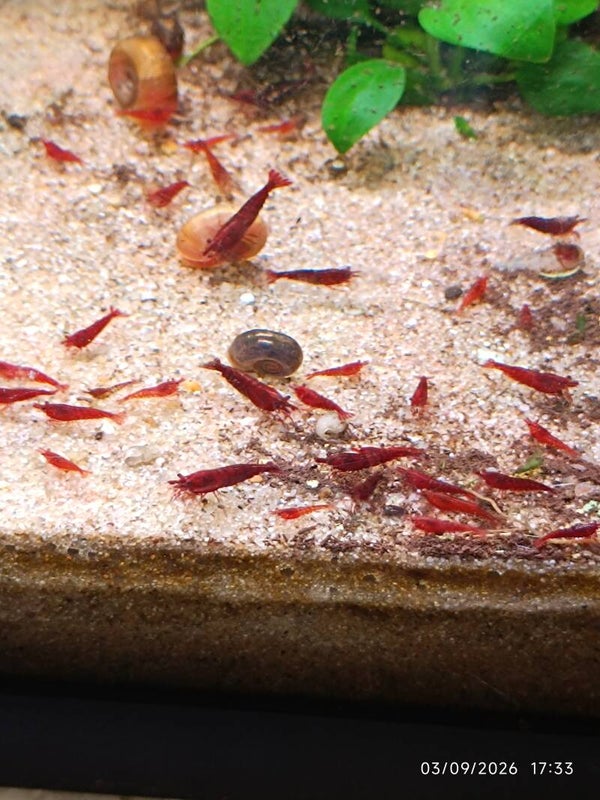 🔴 Neocaridina Bloody Mary