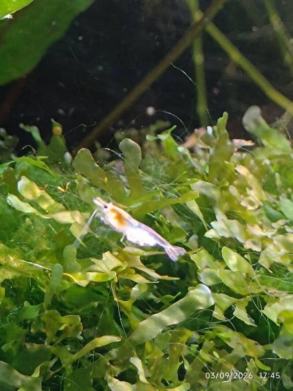 ⚪ Neocaridina White Pearl