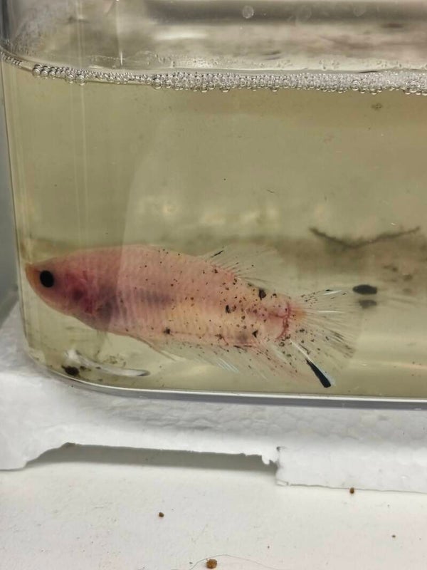 🐟 Betta Plakat Cellophane (Voile court)