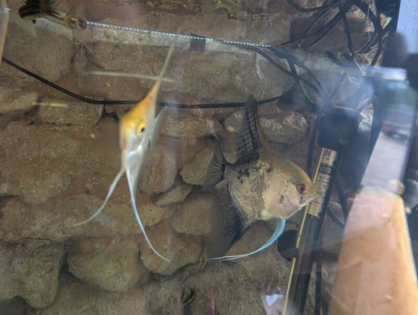 🐟 Couple de Scalaire (Pterophyllum scalare). De Jean-mi. Couple confirmé avec plusieurs pontes à leur actif.