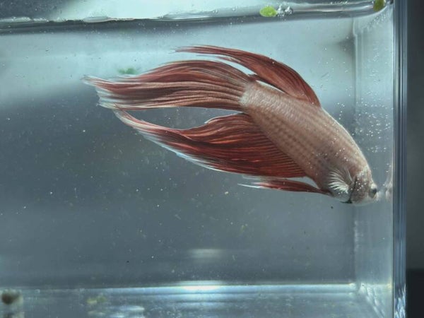 🐟 Betta Halfmoon (HM) Veiltail