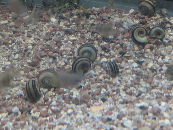 🐌 Escargot bélier géant (Marisa cornuarietis) par Jean-Mi
