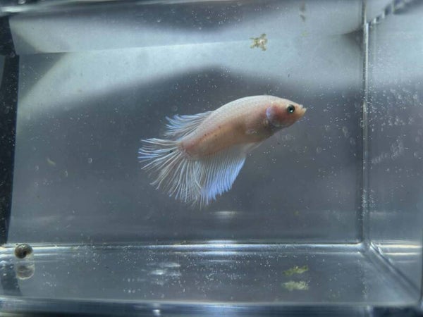 🐟 Betta HM Plakat Cellophane