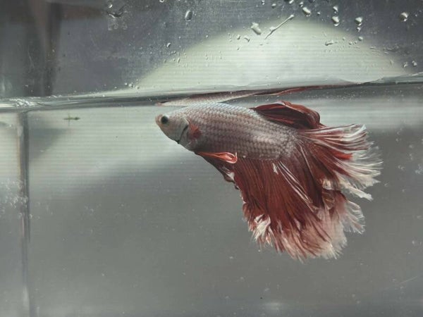 🐟 Betta Halfmoon Rosetail Butterfly