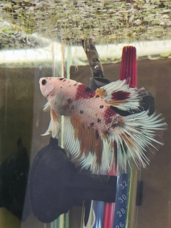 🐟 Betta Halfmoon Rainbow