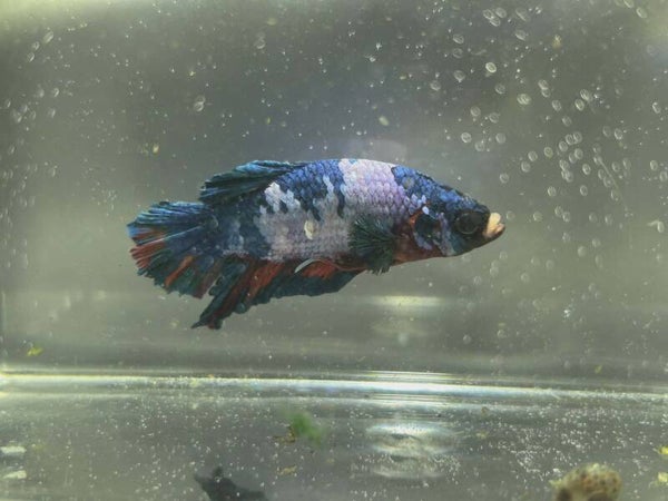 🐟 Betta Plakat Koï Multi –