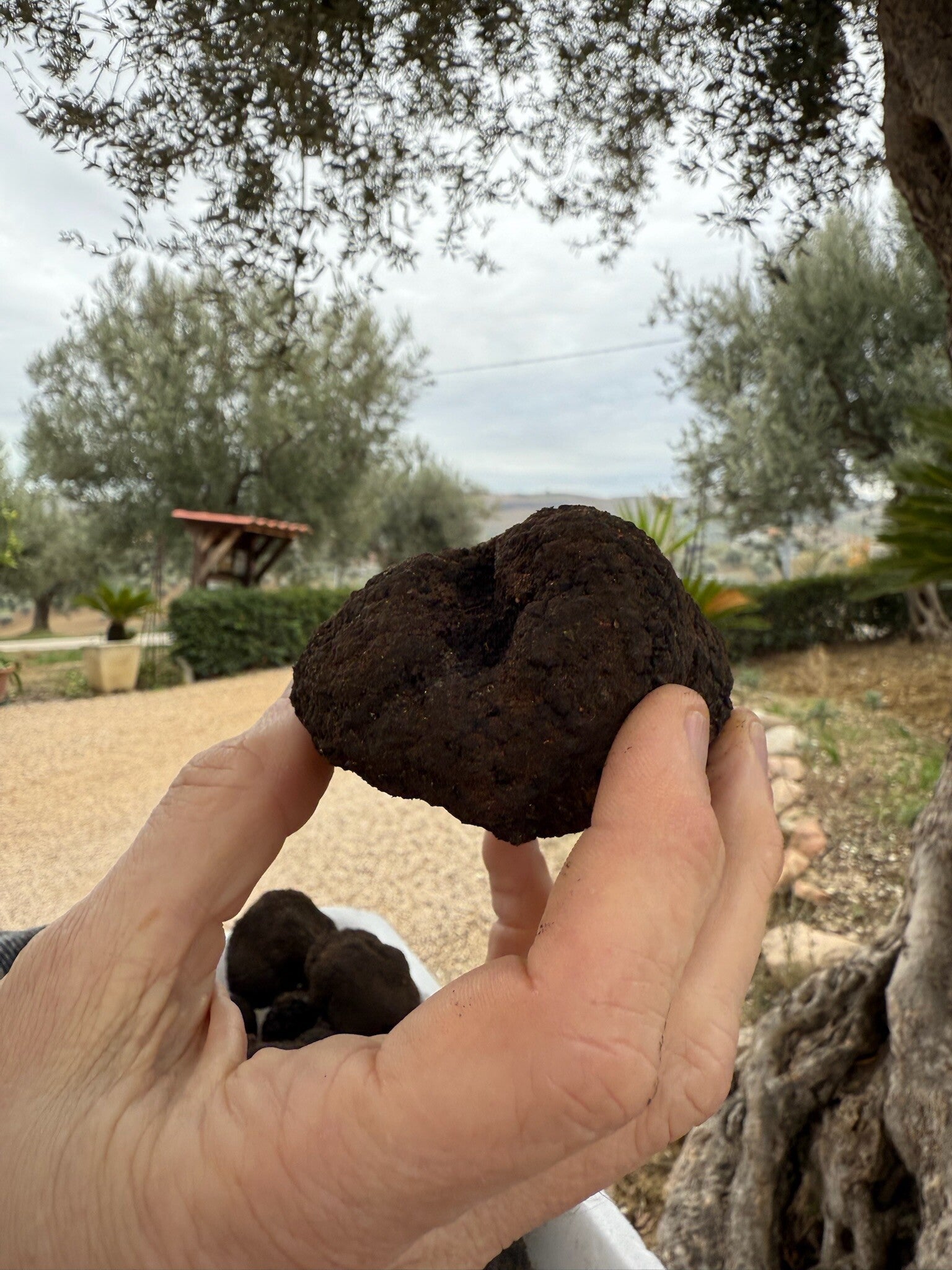 Zwarte truffel