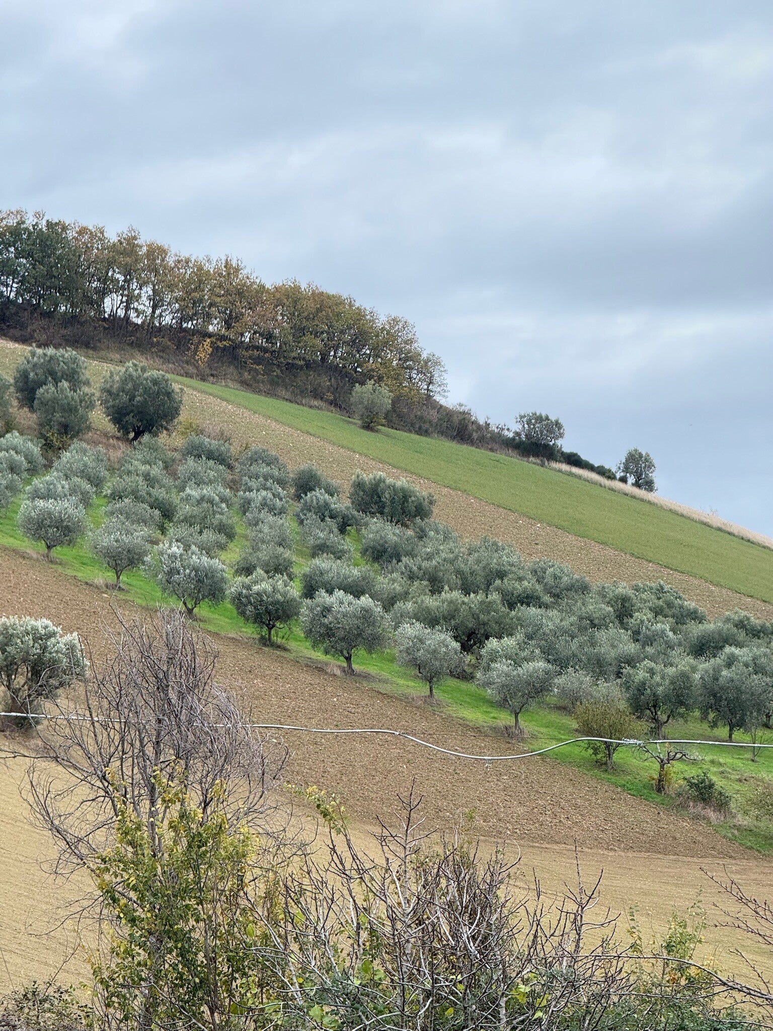 Bellante, L'Oro Della Terra