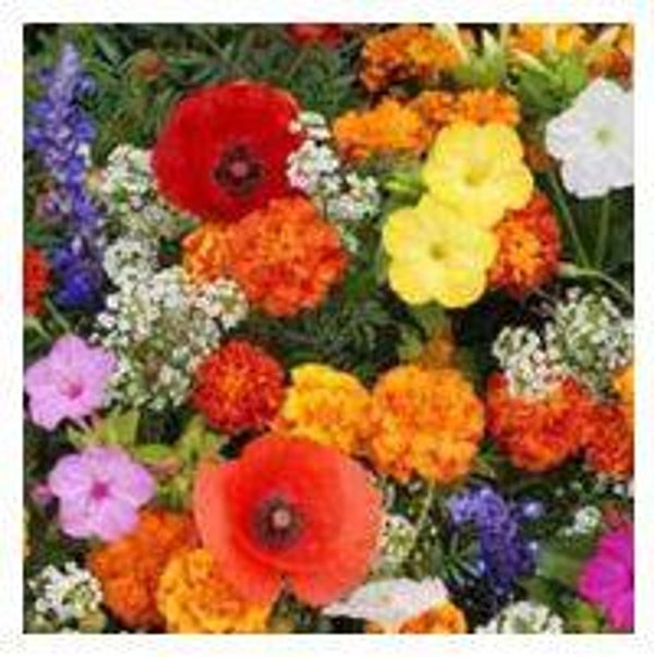 Deer Resistant Wildflower Seed Mix 1