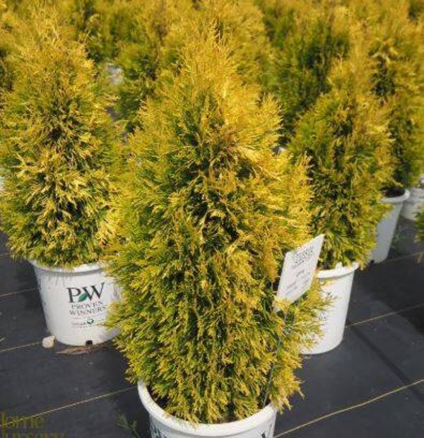 Dwarf Arborvitiaes
