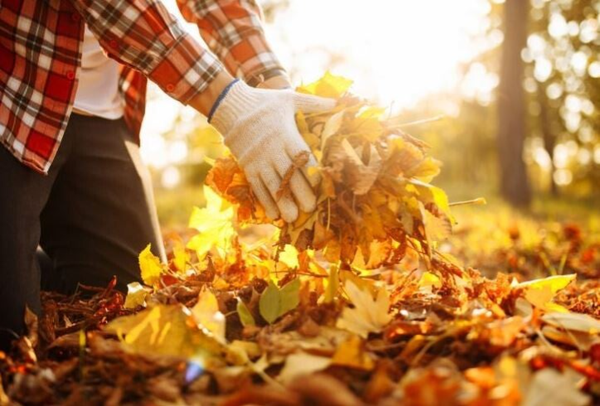Yard Cleanup Services