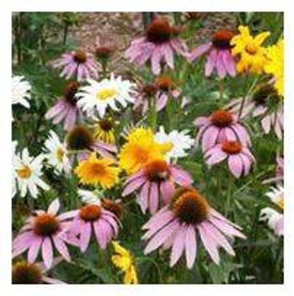 Shade Wildflower Seed