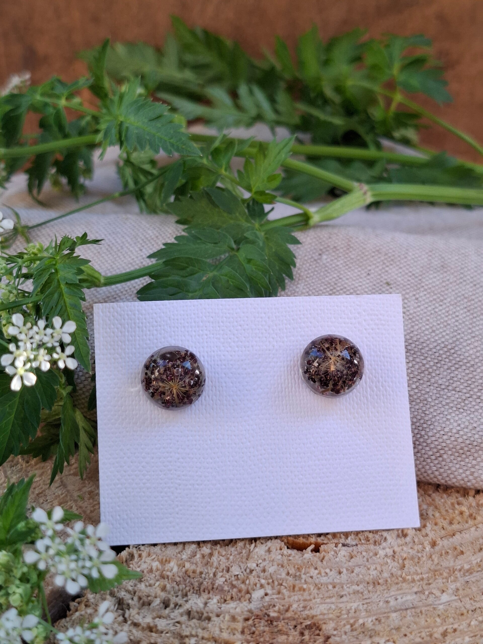 Puces fleurs de Daucus carota 'Dara'