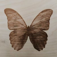 Blue Morpho vlinder