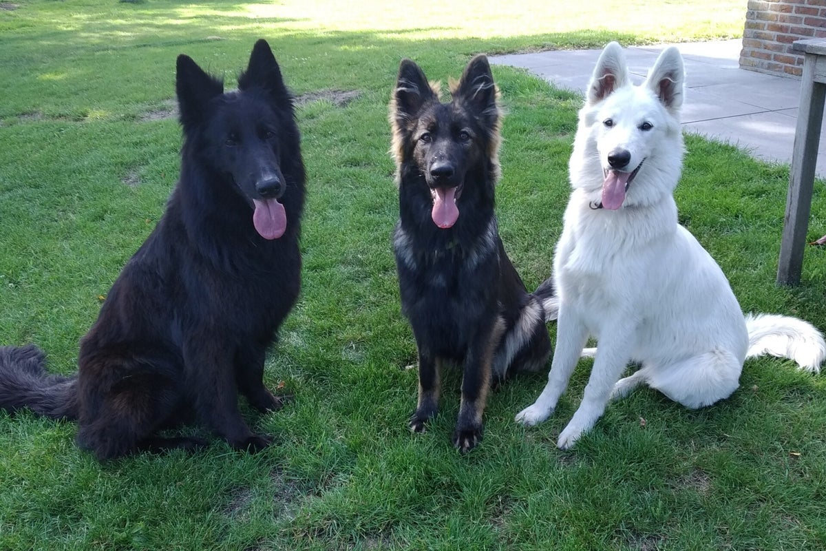 Hondenhistorie uitgebreid in woord en beeld / Hondenhistorie | Kennel