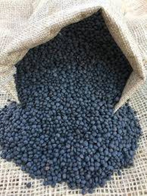 Lenteja Caviar